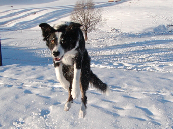 Dog at Eden Valley jumps for joy!