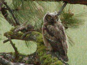 Great Horned Owl at Eden Valley
