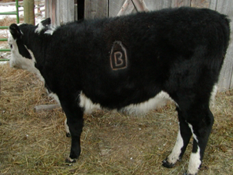 Bottle-B Brand, Betcher Family since 1955