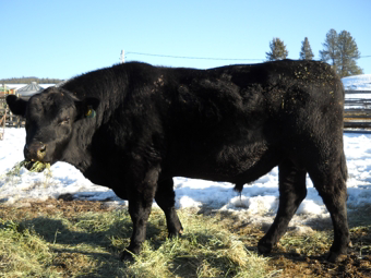 Gridmaker's Keystone, Eden Valley's Big Bull