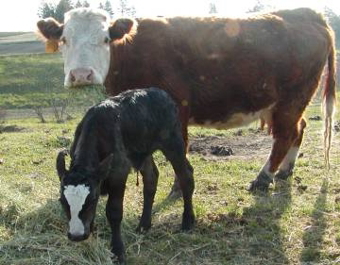 Cow and Calf at Eden Valley
