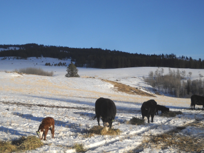 Cows and calves eating hay in winter