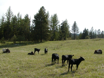Grass Fed Natural Beef - Cows and Calves