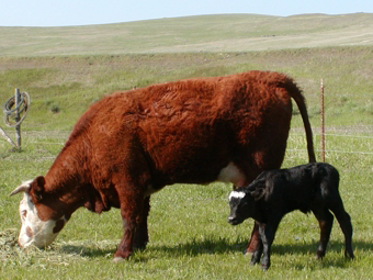 Grass Fed Natural Beef - Cow and Calf
