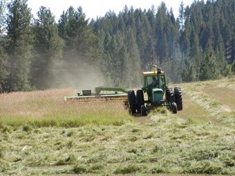 Pat Stice swathing hay into windrows