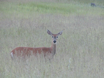 Hay crop soon to be cut.