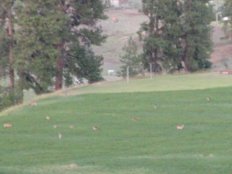 A herd of deer in our Alfalfa